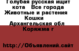 Голубая русская ищит кота - Все города Животные и растения » Кошки   . Архангельская обл.,Коряжма г.